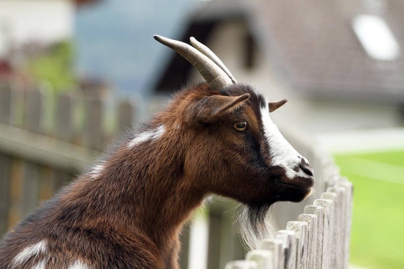 Science Hill Milling Company Goat Feed and Supplies